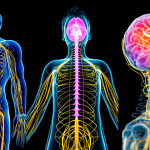 Healing Your Nervous System to Manifest the Life You Desire